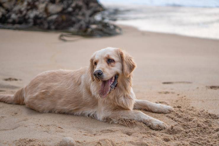 Razas de perros más resistentes a las enfermedades