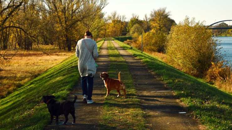actividades de otoño para perros