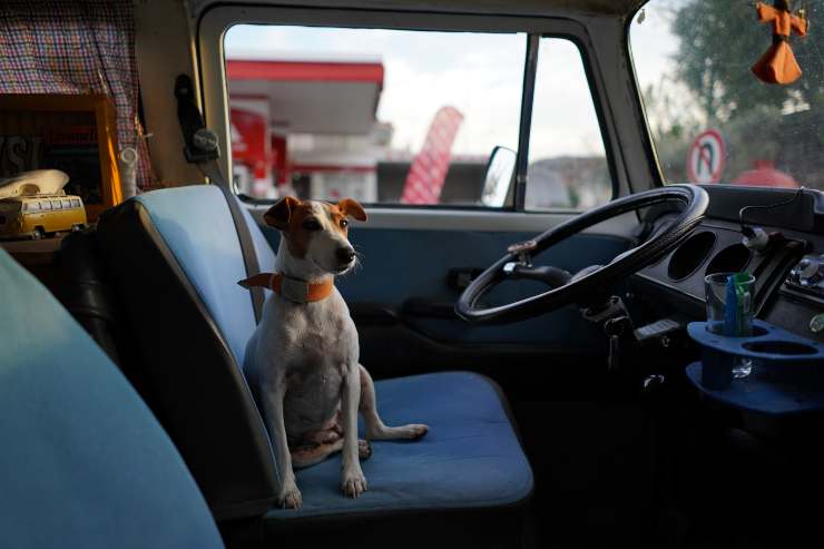 perro de coche