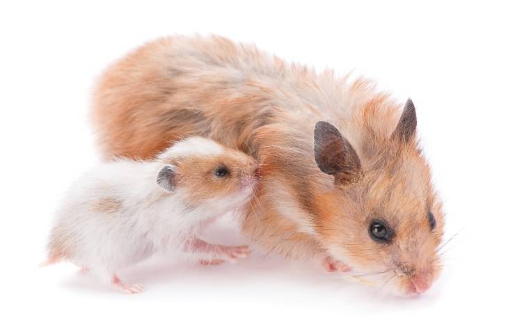 hamsters