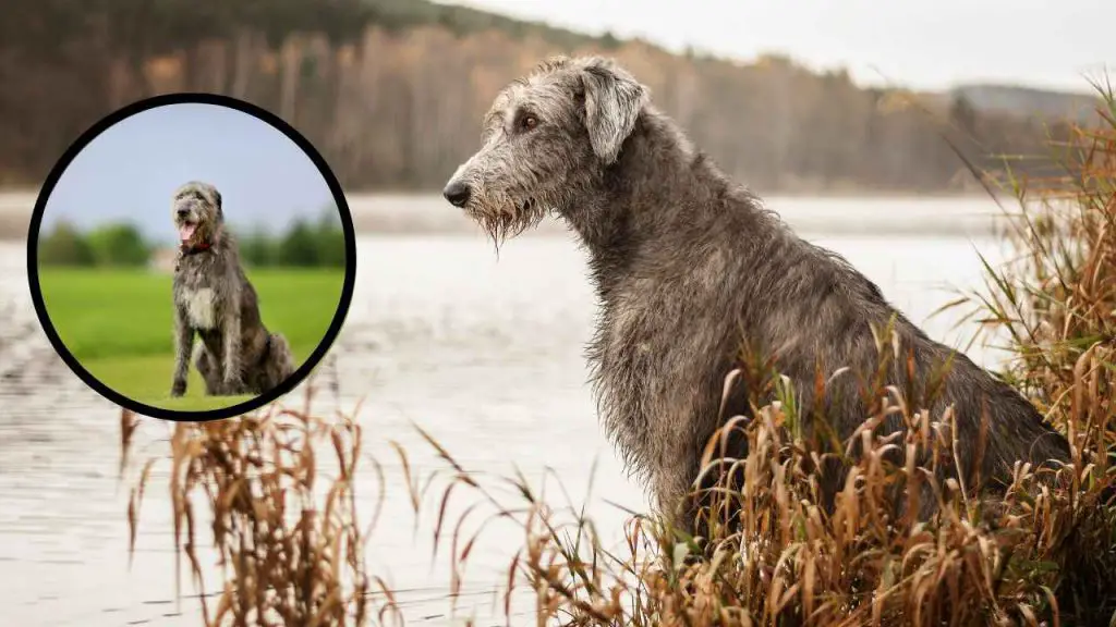 Cuidado Del Pelaje Del Lobo Irlandés Todo Desde El Cepillo Hasta El Baño Vida Con Mascotas ️ 8999