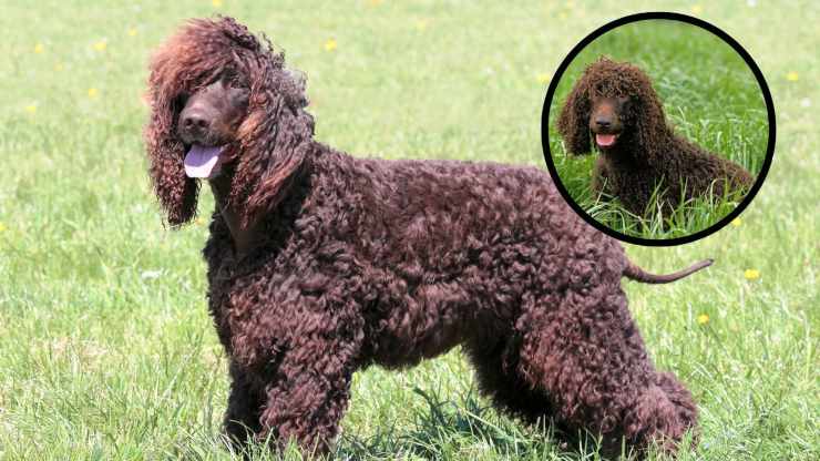 Por qué deberías tener un Irish Water Spaniel en casa Adopta un perro de aguas irlandés