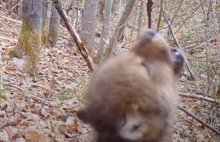 vídeo del aullido del pequeño lobo