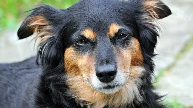 perro dormido