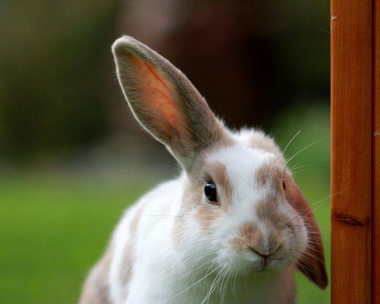 enfermedad del conejo