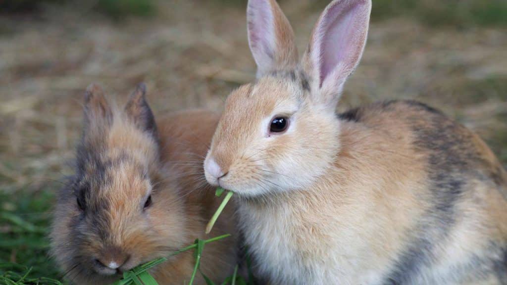 Liebre y conejo: ¿cuáles son las diferencias entre los dos lepóridos? -  Vida con Mascotas ▷➡️