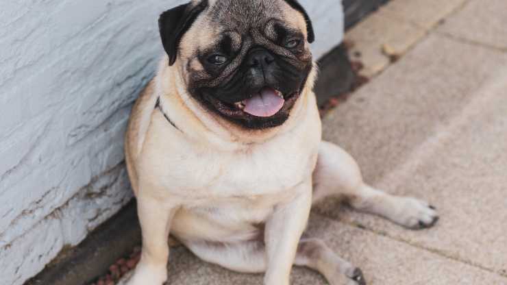 perro respira mal