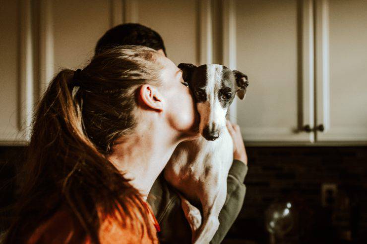 La característica para entender al perro.