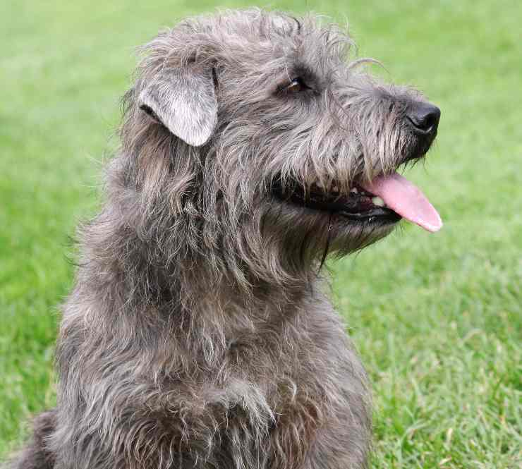 Cañada irlandesa de Imaal Terrier