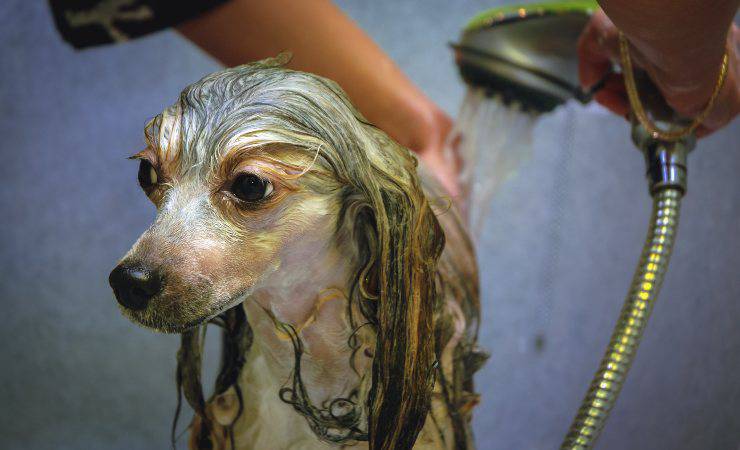 baño del perro crestado chino