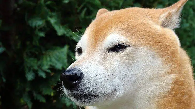 perro miedo insectos