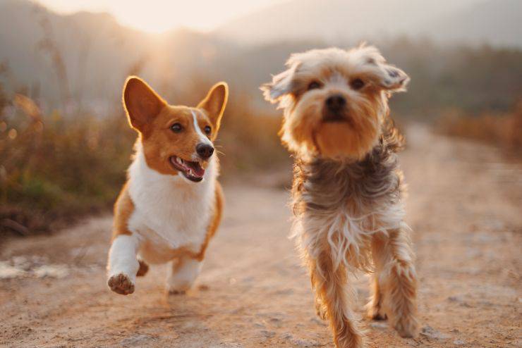 los cachorros corren juntos