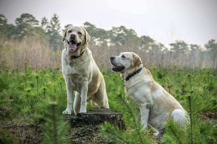 Los perros y su apego.