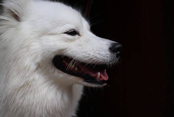 Razas de perros a las que les gusta dormir al aire libre