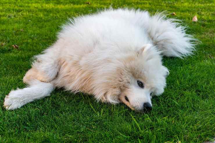 Fido descansa sobre la hierba