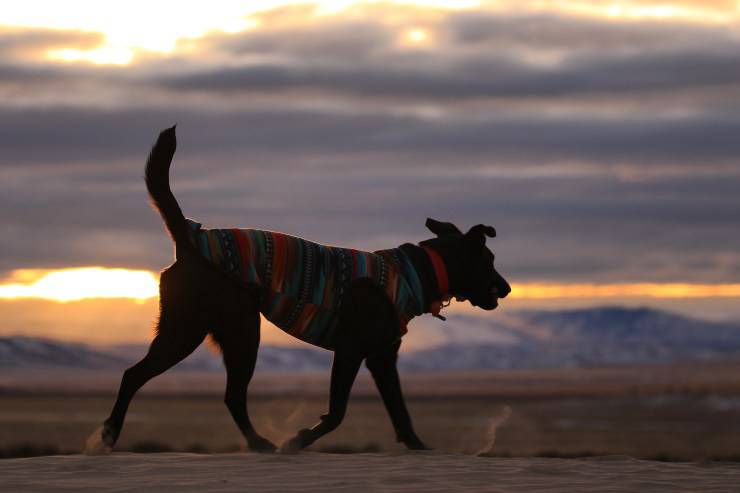 Razas de perros a las que les gusta dormir al aire libre