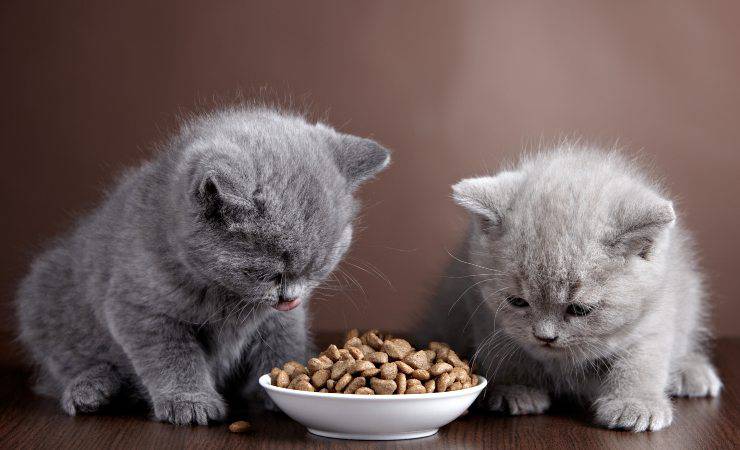 alimentando a los gatitos.