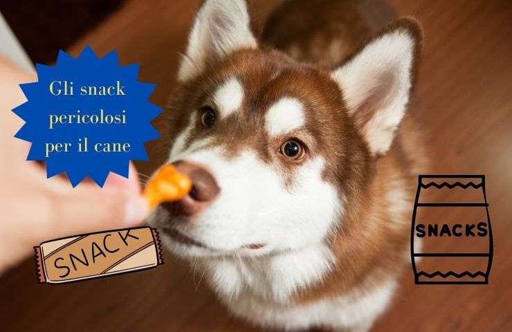 Bocadillos para el perro