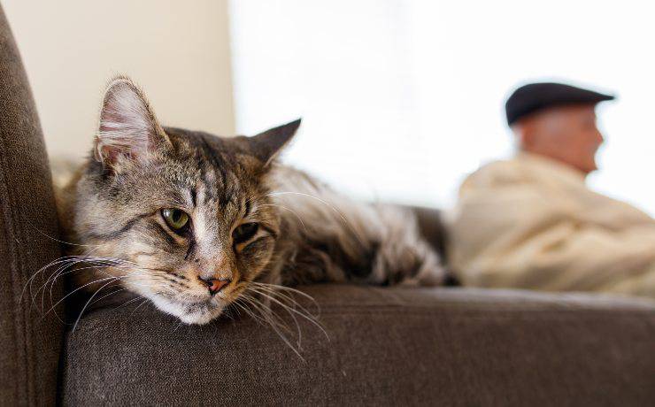 Consejos para el cuidado de gatos mayores