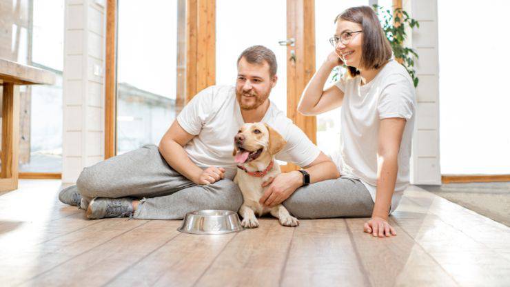 Objetos para perros domésticos