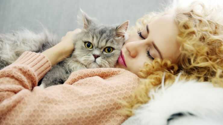 bienestar felino