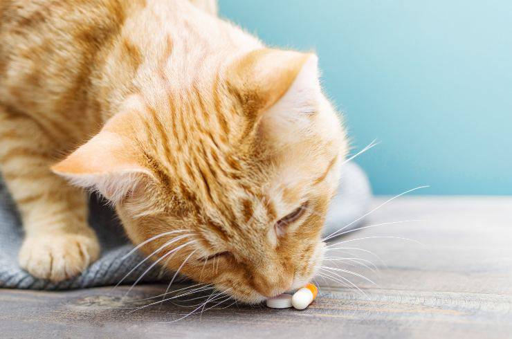 veneno para el gato