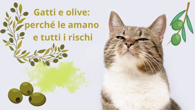 gatos y aceitunas