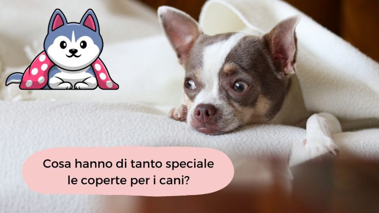A los perros les gustan las mantas A los perros les gustan las mantas