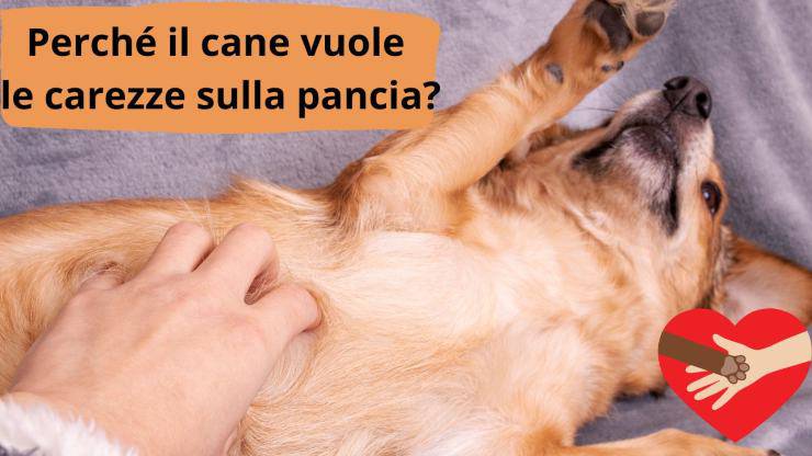 Perro muestra barriga