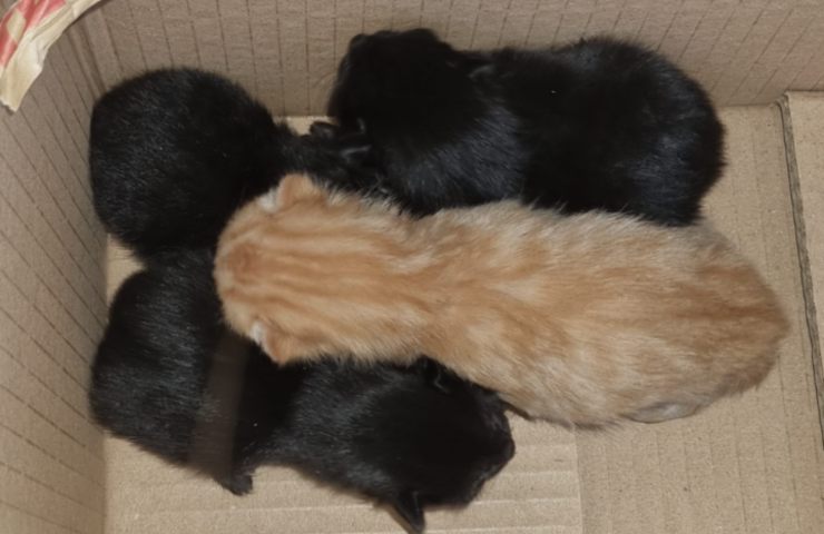 cuatro gatitos de supervivencia abandonados