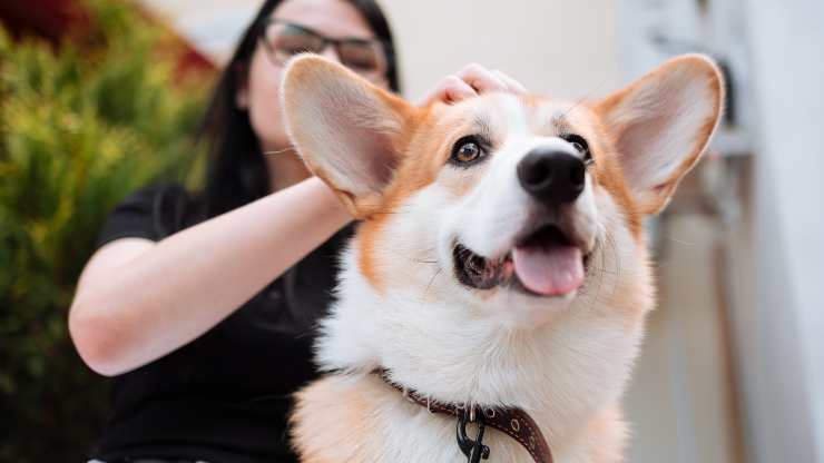 acariciar al perro estimula el cerebro