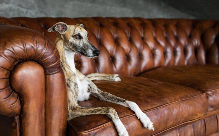 galgo