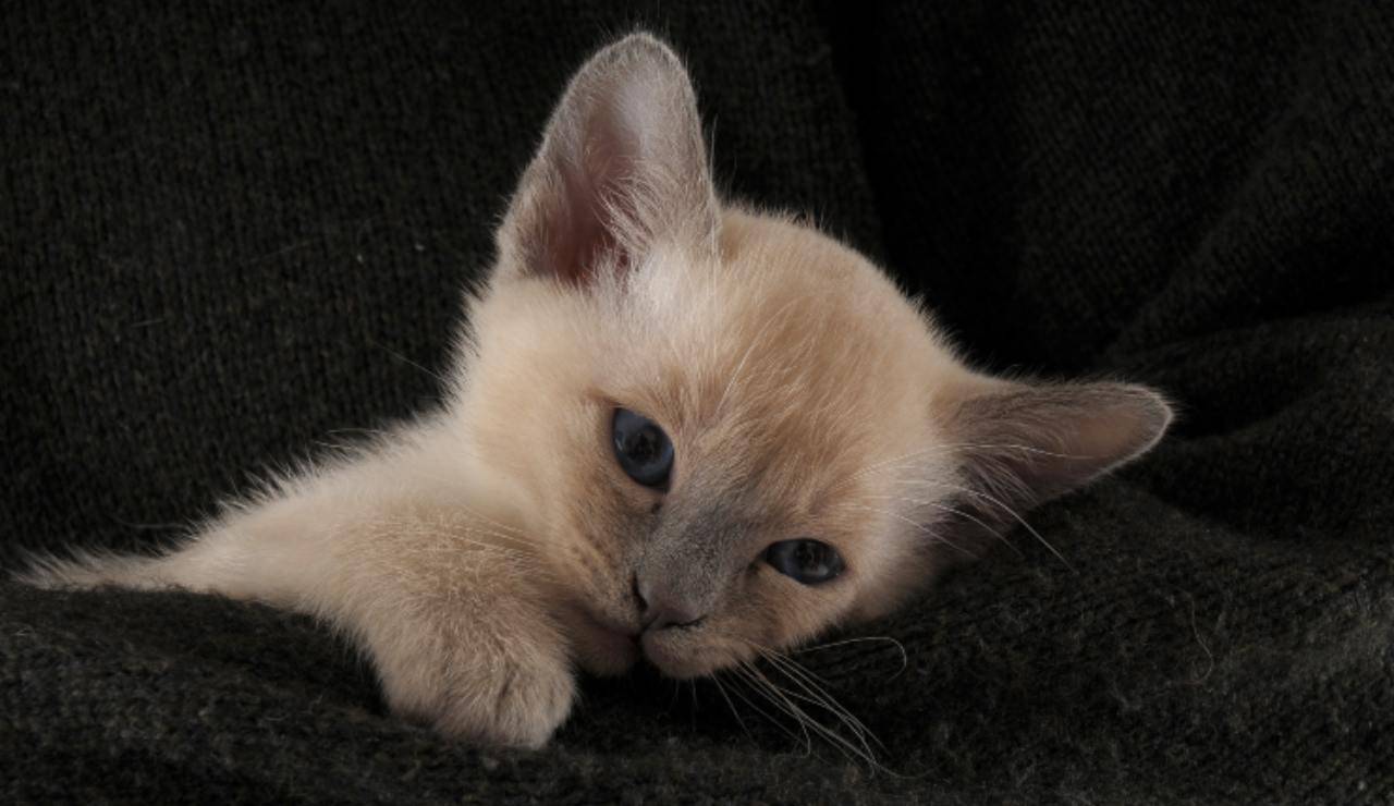 Adopta un gato tonquinés: las razones para elegir a este felino