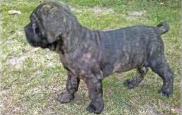 Cachorro Mastin de Barinquen