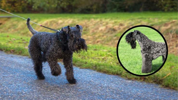 Por qué tener un Kerry Blue Terrier en casa Adopta un Kerry Blue Terrier