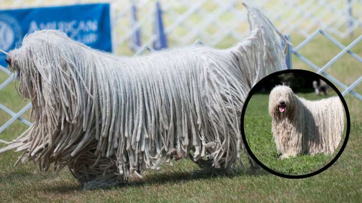 Por qué tener un Komondor en casa y qué significa Adopta un Komondor