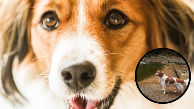 ¿Por qué tener un Kooikerhondje como mascota? Adopta un Kooikerhondje
