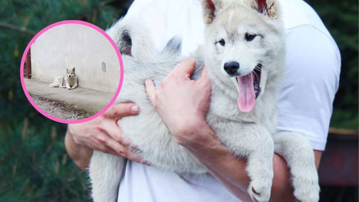¿Por qué tener un Laika de Siberia Occidental en casa? Adopta una Laika de Siberia Occidental
