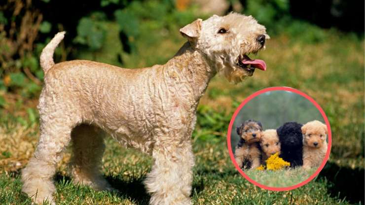 Por qué tener un Lakeland Terrier en casa Adopta un Lakeland Terrier