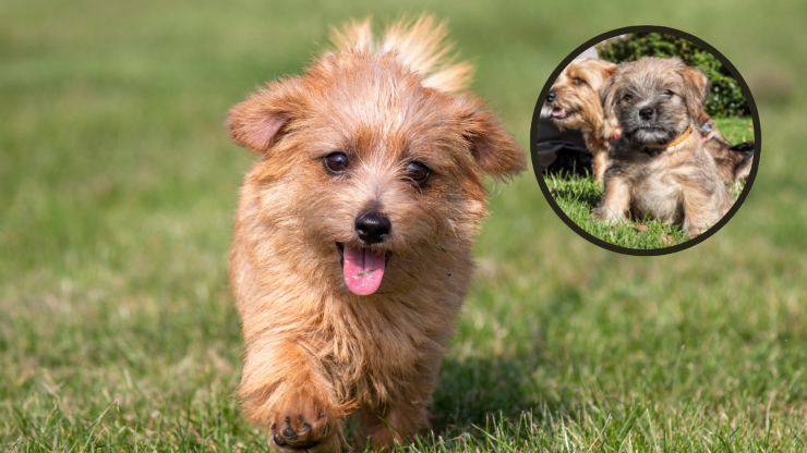 cachorro terrier norfolk