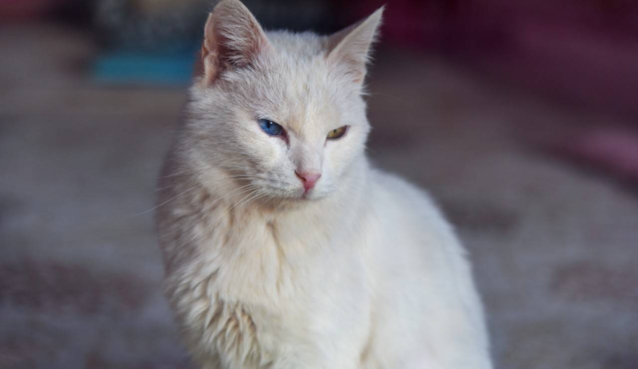 Adoptar un gato Van turco: carácter, estilo de vida y dueño ideal