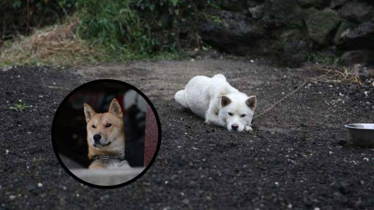 ¿Por qué tener Korea Jindo Dog en casa? Adopta un perro Jindo de Corea