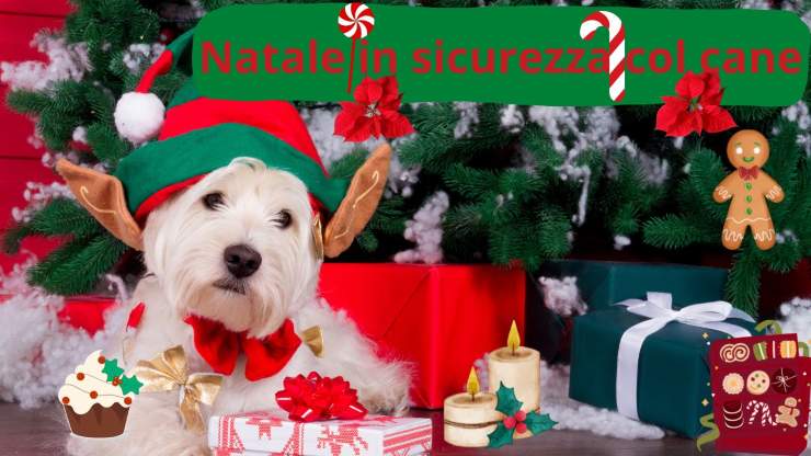 perro en navidad