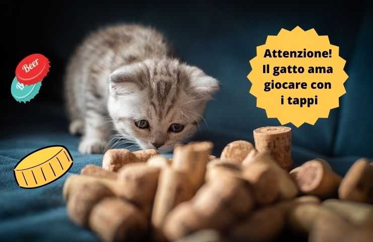 Gato huele corchos