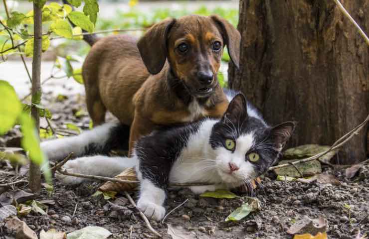 alarma perros gatos protección animal