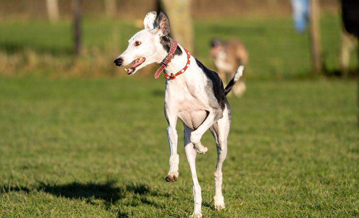 galgo