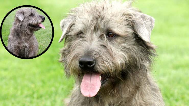 Muchas cosas un Glen irlandés de Terrier imaginario Alimentación del Irish Glen of imaal Terrier
