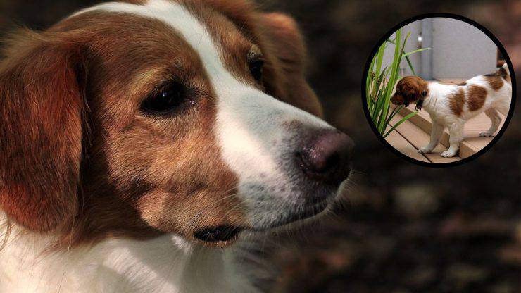¿Qué come un Kooikerhondje? Alimentación del Kooikerhondje
