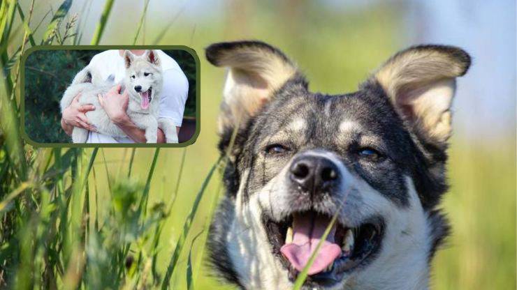 ¿Qué come un Laika de Siberia Occidental? Alimentación del Laika de Siberia Occidental