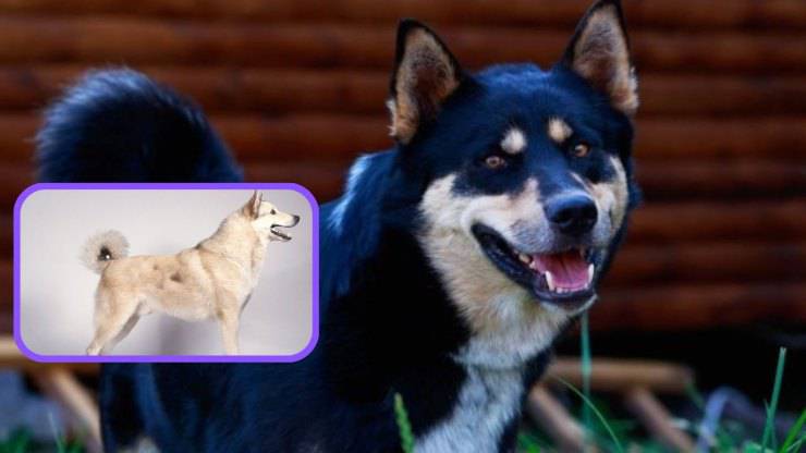 Qué alimentar a un Laika de Siberia Oriental Alimentación del Laika de Siberia Oriental